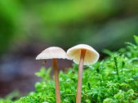 Drei winzige, langstielige Pilze im Moosteppich